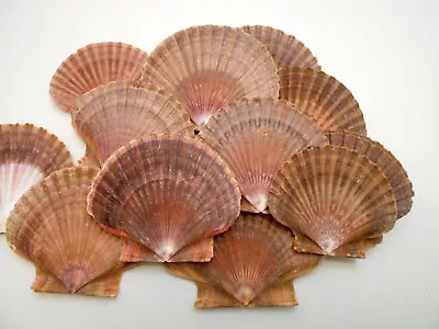 12 Mexican Flat Scallop Shells Seashells Large 3  Crafts Coastal Beach Cottage • $13.99