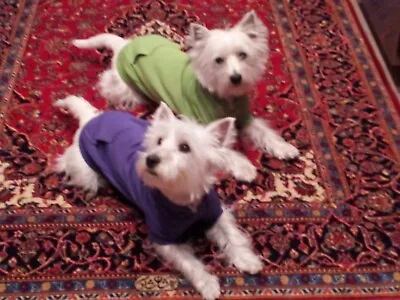 Zack & Zoey Basic Dog Hoodie Comfy For Dogs & Puppies--Medium Ultra Violet • $12