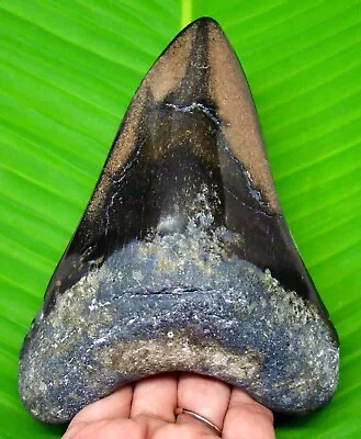 Megalodon Shark Tooth - 5.50” - Shark Teeth - Huge - Real Fossil - Megladone • $235