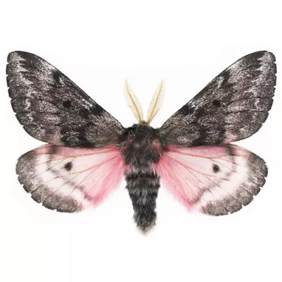 Coloradia Pink Saturn Moth Arizona USA Unmounted Wings Closed • $16