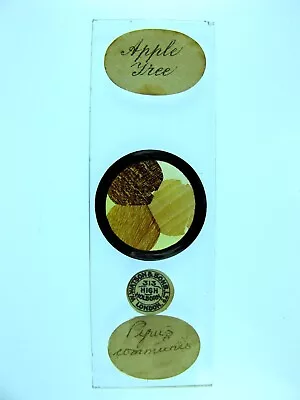 Antique Microscope Slide By Watson. Apple Tree Sections. Pyrus Communis. • $6.22