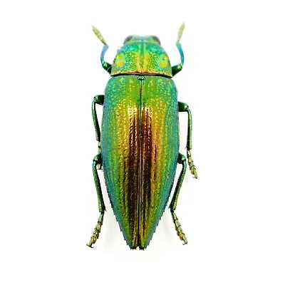 £6.99 • Buy Green Jewel Beetle (Chrysodema Radians) Insect Specimen Taxidermy