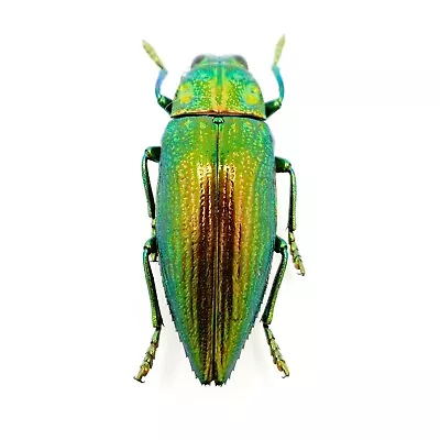 £6.99 • Buy Green Jewel Beetle (Chrysodema Radians) Insect Specimen Taxidermy