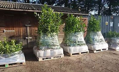 PALLET DEALS - Large Cherry Laurel Hedging Plants 1ft 2ft 3ft 4ft 5ft 6ft 7ft • £450