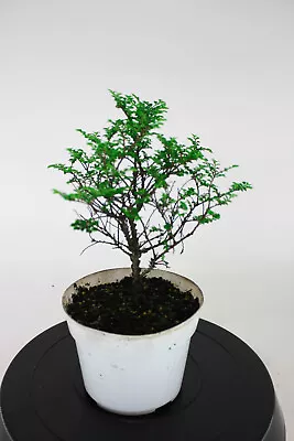 Seiju Chinese Elm (Ulmus Parvifolia 'Seiju') Pre-Bonsai Tree - 6 Inch • $45