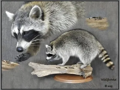 Raccoon Taxidermy Mount Fox Badger Coyote Bobcat Hunting Cabin Wildlife-Artist • $1500
