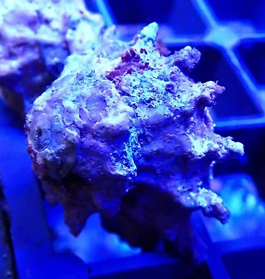 1 ASTREA STAR SNAILS LIVE MARINE CLEAN UP CREW REEF TANK CUC Invert • £2