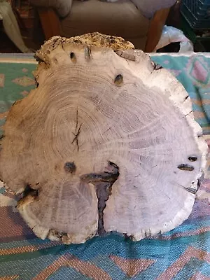 Mesquite Burl Wood End-cut. Live Edge. Rough Saw Cut. • $200