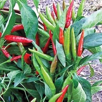 4x🌱 Live Plants 🌶️ Hot Chili Pepper Oriental Vietnamese Korean Thai Pod-upward • $16.85