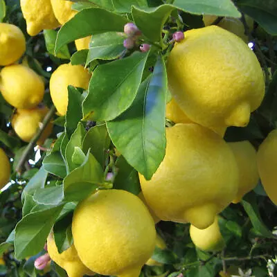 5-20 Meyer Lemon 🍋 Seeds Organic NonGMO Pesticide Free Citrus Garden Fruit Tree • $3.85