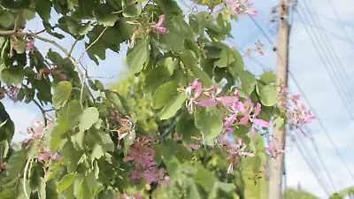 $4.84 • Buy Purple Orchid Tree (Bauhinia Purpurea Variegata)  5 Fresh Seeds