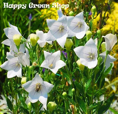 BALLOON FLOWER BELLFLOWER - ASTRA WHITE - 130 Seeds - Platycodon Grandiflorus • £1.99