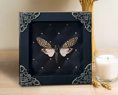 Gothic Decor Cicada Frame Taxidermy Insect Preserved Antique Wall Decor • $22