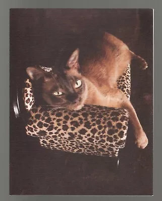 Set Of 12 Siamese Cat Note Cards Leopard Print Pamper Yourself Brown Textured • $3.25