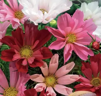 Cosmos Seashells Mixed Seeds  Elegant Border Plant Wildflower 150 Seeds • £2.89