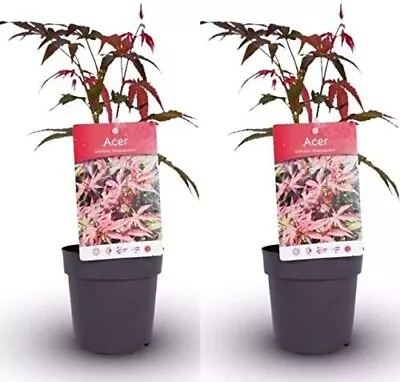 2 X Acer Atropurpureum Plants In 11cm Pots - Japanese Maple Plants • £17.99