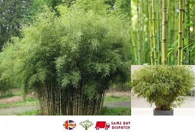 Fargesia Yunnanensis (Borinda) Bamboo | 10 Seeds | Hardy | Same Day Dispatch • £5.99