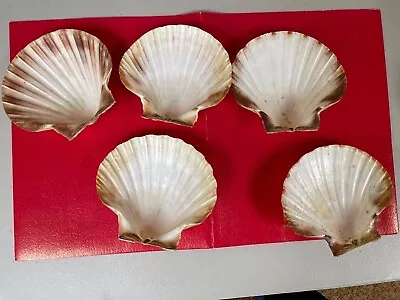 5 Large Lions Paw Scallop 5-1/2  Seashells Beach Decor Crafts • $5