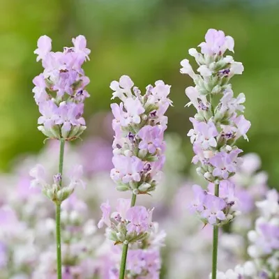 Lavender Plug Plants Fragrant Garden Pink Flowers Perennial Shrubs Pack Of 3 • £9.46