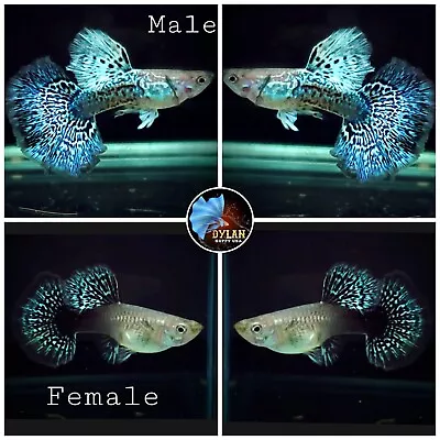 1Female-Blue/Green Dragon Indo BDS-Live Guppy Fish Grade High Quality-USA SELLER • $18.95