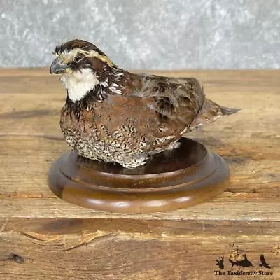 #24837 E | Bobwhite Quail Taxidermy Bird Mount For Sale • $420