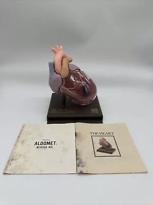 Vintage Merck Sharp Dohme Anatomical Heart Model Pharmaceutical Advertising • $74.99