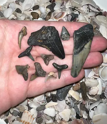 MEGALODON BEACH Shark Tooth Dig Kit With Real Fossil Shark Teeth Lot + ID Sheet! • $19.99