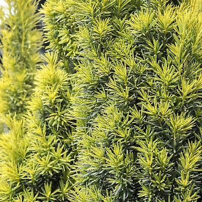 Taxus Baccata Shining Light In 9cm Pot - Dwarf Fastigiate Yew - Evergreen Shrub • £10.99