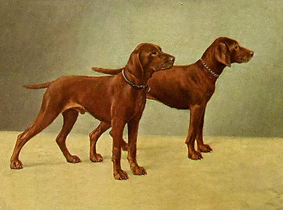 Hungarian Vizsla Charming Dog Greetings Note Card Two Beautiful Standing Dogs • $3.08