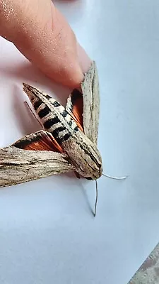 A1 EX-PUPAE Erinnyis Ello Ello Sphinx Moth Close Wings MALE  E#27 • $14.99