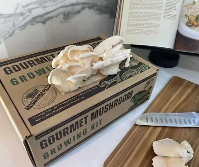 Gourmet Oyster Mushroom Grow Kit - Made On The Central Coast NSW • $44.95