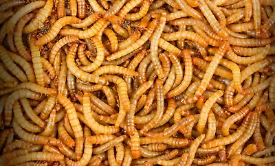 100 - Live Mealworms - Large Size- Reptile Food- Organic Raised • $9.25