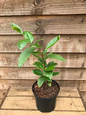 Tea Plant Camellia Sinensis Assemica 1.5L Great Gift For Tea & Plant Lovers! • £11.95