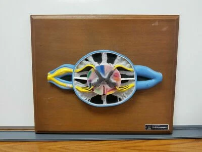 $175 • Buy Bobbitt Laboratories 3D Spinal Cord Section Anatomical Model