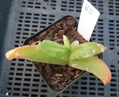 Aloe  Variegated Rare 9cm Diameter  • $200