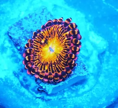 Grim Reaper Paly Zoanthids Paly Zoa SPS LPS Corals WYSIWYG • $4.99