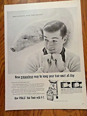 1955 Vitalis Hair Tonic With V-7 Ad How To Avoid Dry Unruly Polar Bear Hair • $3