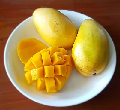 2 Manila Mango RARE Super Sweet Juicy Organic Non GMO  Seeds  USA • $12.99