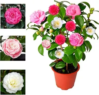 Camellia Japonica Tricolour  - Red White & Pink In One Pot - Evergreen Shrub • £17.99