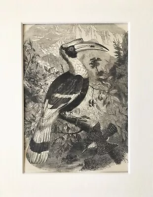 HORNBILL Bird Print - C.1880 Mounted Antique B&W Wood Engraving • £7.99