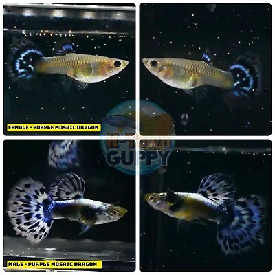 $30.95 • Buy 1 TRIO - Live Aquarium Guppy Fish High Quality-  PURPLE MOSAIC DRAGON