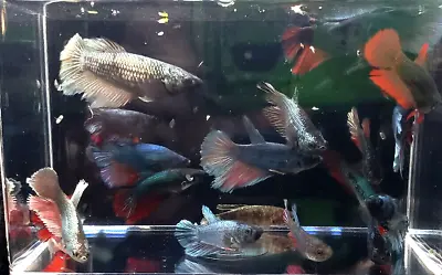 6 Assorted Color Female Halfmoon Betta Bettas Live Freshwater Aquarium Fish • $39.99