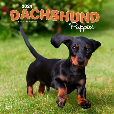 Browntrout Dachshund Puppies 2024 12 X 12 Wall Calendar W • £13.72