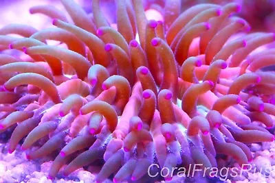 Marine CoralFungia Sprainbow Fungiasmall Tank Spawnstunning Grown Out • £12.99