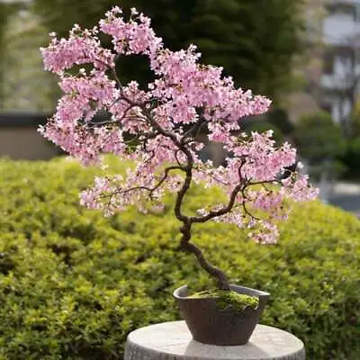 Bonsai Cherry Blossom Tree Seeds | 10 Seeds | Excellent Bonsai Specimen • $10.99