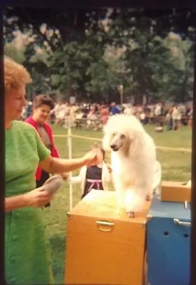 Vintage Color Photo Slide White Poodle At Dog Show 1960s • $9.99