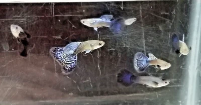 $42 • Buy 12x Purple Dragon Guppy Pack