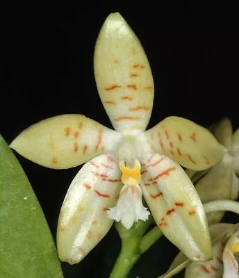 $39 • Buy Species Orchid - Phalaenopsis Pallens