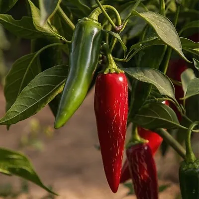 Genuine HOT CHILLI PEPPER - JALAPENO Seeds - Capsicum Annuum UK Grown 🌶 • £1.95