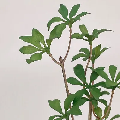 1/6 Scale Dollhouse Miniatures 11.5  Inch Green Potted Plant Tree Mini Garden • $12.49